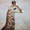 70. mládě žirafy Rothschildovy můžete vidět