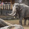 Sloní samec Mekong ve venkovním výběhu Údolí slonů. Foto: Tomáš Adamec, Zoo Praha