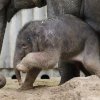 Foto: Tomáš Adamec, Zoo Praha