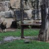 Max ve výběhu, foto © Jiří Trojánek
