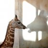 Malá žirafa se seznamuje s novou rodinou. :-)