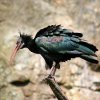Ibis skalní, (c) Jiří Trojánek