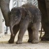 Foto: Tomáš Adamec, Zoo Praha