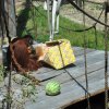 Zkrátka nepřišli ani ostatní orangutani v zoo