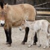 Foto (c) Tomáš Adamec, Zoo Praha