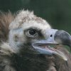 Sup hnědý (c) Zoo Praha