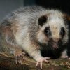 Krysa obláčková, (c) Archiv Zoo Praha
