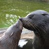 Lachtani jihoafričtí, foto (c) Archiv Zoo Praha