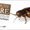 BB-šváb harlekýn