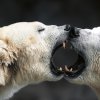 Fotografická kampaň (c) Zoo Praha