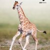 Fotografická kampaň (c) Zoo Praha