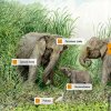 Dotykové obrazovky v Údolí slonů