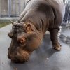 Váleček v zázemí Afrikária. Působil na mne docela spokojeně. Foto: Miroslav Bobek, Zoo Praha