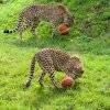 Foto: Petr Hamerník, Zoo Praha