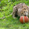 Foto: Petr Hamerník, Zoo Praha