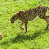 Foto: Petr Hamerník, Zoo Praha