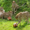 Foto: Petr Hamerník, Zoo Praha