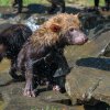 Zoo Praha v horkých dnech osvěžuje své svěřence: Bazény, sprchy, ledovač, chlad v zázemí i zmrzliny