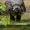 Zoo Praha v horkých dnech osvěžuje své svěřence: Bazény, sprchy, ledovač, chlad v zázemí i zmrzliny