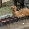 Zoo Praha v horkých dnech osvěžuje své svěřence: Bazény, sprchy, ledovač, chlad v zázemí i zmrzliny
