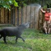 Zoo Praha v horkých dnech osvěžuje své svěřence: Bazény, sprchy, ledovač, chlad v zázemí i zmrzliny