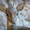 Dikdik Kirkův má elegantní drobnou hlavu a nápadné veliké oči. Foto: Petr Hamerník, Zoo Praha