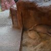 Dva dikdici Kirkovi Elvis a Dax  tvoří se samcem hrabáče kapského Dracem atraktivní trojici zvířat. Foto: Petr Hamerník, Zoo Praha