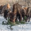 Ani dnešní silný mráz nezabránil bizonům, aby si pochutnali na větvích z vánočního smrku ze Staroměstského náměstí. Petr Hamerník, Zoo Praha