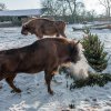 U zubrů bylo také veselo, větve a stromky létaly vzduchem po celém výběhu. Petr Hamerník, Zoo Praha