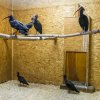 Zatím jsou někteří ibisové v zázemí, od soboty 5. března byla část z nich přesunuta do náhradní voliéry ve spodní části zoo.  Foto: Petr Hamerník, Zoo Praha