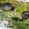 Ibisové ze své voliéry unikli 1. března, poté co se poškodila náporem těžkého sněhu. Foto: Petr Hamerník, Zoo Praha