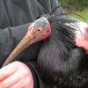 Snímek posledního ibise skalního, jehož se podařilo odchytit v Řeporyjích. Foto: Miroslav Bobek, Zoo Praha