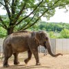 Gulab. Foto: Archiv Zoo Praha