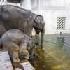 Slůně slona indického Max se svojí matkou Janitou se chystají na pravidelnou koupel. Foto: Petr Hamerník, Zoo Praha