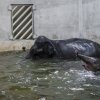 Chovatel Aleš Doležal se slůnětem Maxem a matkou Janitou. Foto: Petr Hamerník, Zoo Praha