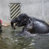 Janita během koupele reaguje na pokyny chovatele Aleše Doležala. Malý Max si zatím koupání užívá více spontánně. Foto: Petr Hamerník, Zoo Praha