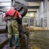 Malý Rudi zatím vodu pouze zkoumá ze břehu. Foto: Petr Hamerník, Zoo Praha