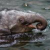 Max ve vodě. Foto: Petr Hamerník, Zoo Praha