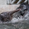 Dovádějící Max s matkou Janitou. Foto: Petr Hamerník, Zoo Praha