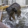 Starší slůně Max si koupání vyloženě užívá….  Foto: Petr Hamerník, Zoo Praha