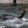 … občas mu je vidět jen chobot!  Foto: Petr Hamerník, Zoo Praha