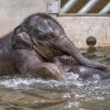 Max se dostane i tam, kam na suchu nemůže. Foto: Petr Hamerník, Zoo Praha