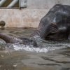 Pro slůně slona indického Maxe je voda vítaným zpestřením. Foto: Petr Hamerník, Zoo Praha