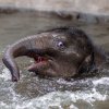 Pro slůně slona indického Maxe je voda vítaným zpestřením. Foto: Petr Hamerník, Zoo Praha