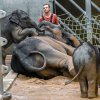 Po koupeli se sloni přesunou na pískoviště, vyválejí se v písku a jdou k „drbací“ stěně. Foto: Petr Hamerník, Zoo Praha