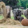 Ke křtinám dostal Maxmilán jako dárek obrovský míč z proutí. Foto: Petr Hamerník, Zoo Praha   