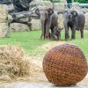 Slůně dostalo ke křtinám také dárek v podobě velkého proutěného míče. Foto: Petr Hamerník, Zoo Praha