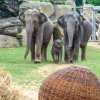 Slůně dostalo ke křtinám také dárek v podobě velkého proutěného míče. Foto: Petr Hamerník, Zoo Praha