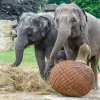 Slůně dostalo ke křtinám také dárek v podobě velkého proutěného míče. Foto: Petr Hamerník, Zoo Praha