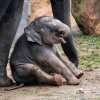 Slůně slonice Tamary ve výběhu v Údolí slonů.  Foto: Petr Hamerník, Zoo Praha
